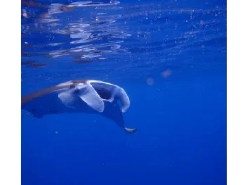 [Okinawa Ishigaki island] Phantom Island Landing + Experience Diving + Manta Snorkel Tourの紹介画像