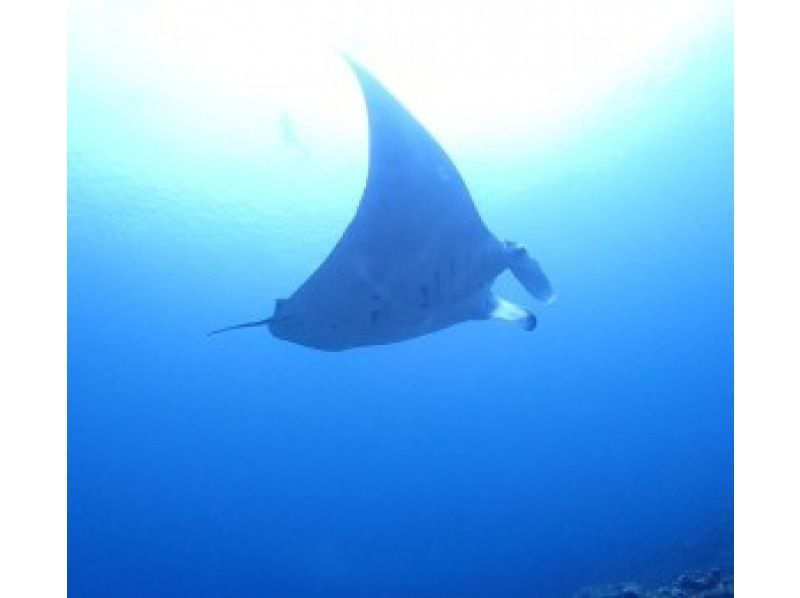 [Okinawa Ishigaki island] Phantom Island Landing + Experience Diving + Manta Snorkel Tourの紹介画像