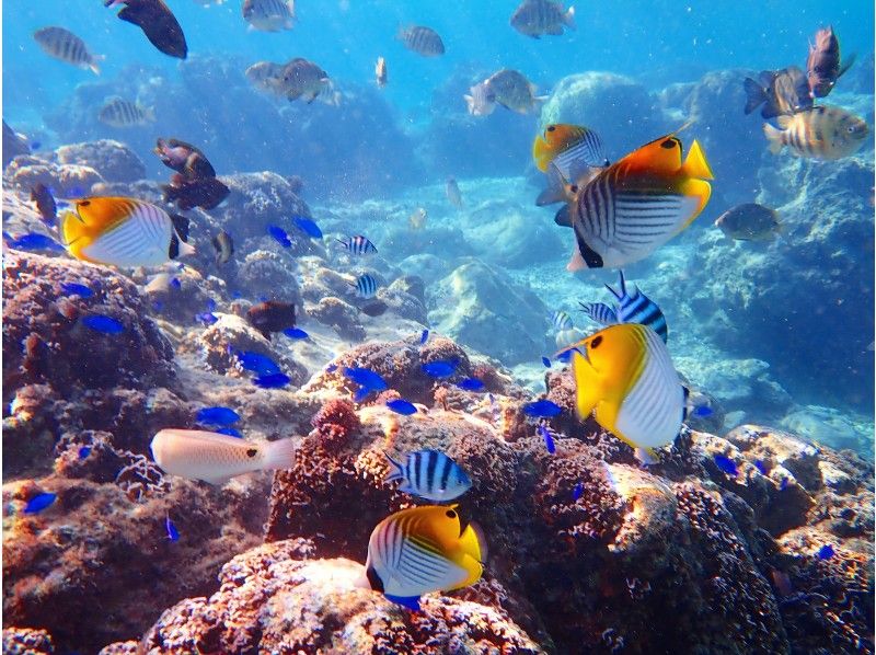 [Private tour for one group] Free for children up to 3 years old! Participants from 1 to 70 years old are welcome. First-timers are also welcome. ★Beach snorkeling★Free photography★の紹介画像