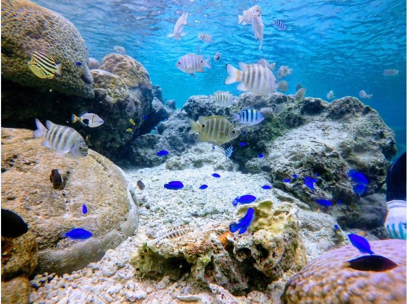 [Private tour for one group] Free for children up to 3 years old! Participants from 1 to 70 years old are welcome. First-timers are also welcome. ★Beach snorkeling★Free photography★の紹介画像