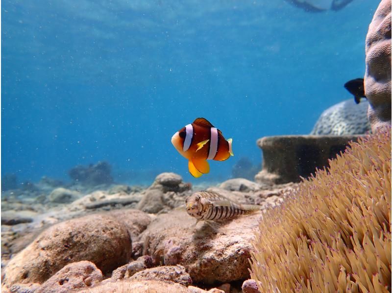 [Private tour for one group] Free for children up to 3 years old! Participants from 1 to 70 years old are welcome. First-timers are also welcome. ★Beach snorkeling★Free photography★の紹介画像