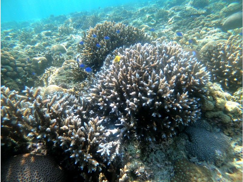 【石垣島・１組限定】天然クリスタル探し＋珊瑚シュノーケリングツアーの紹介画像