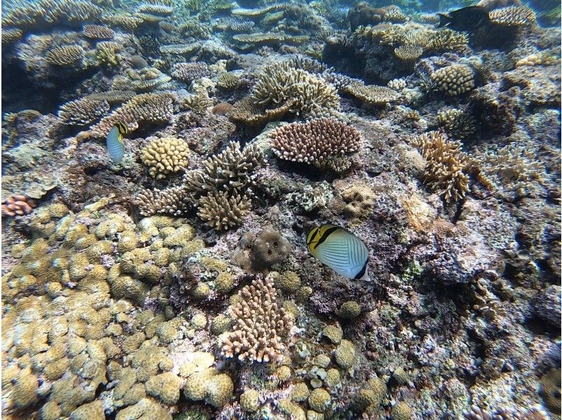 【石垣島・１組限定】天然クリスタル探し＋珊瑚シュノーケリングツアーの紹介画像