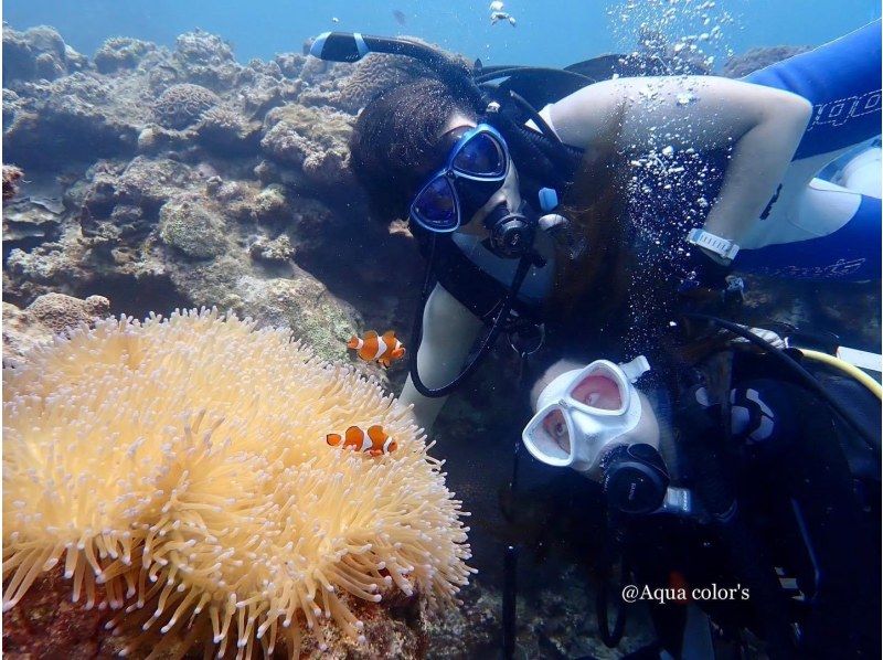 [Okinawa Ishigaki Island] Let's go see beautiful fish and coral! FUN diving (2 boat dive) Course for those who have a licenseの紹介画像