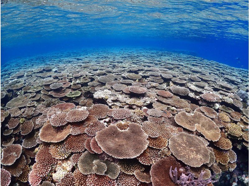 【石垣島・7時間】最新カメラで写真、動画撮影！- 幻の島＆ウミガメポイントへ行く！ダイビング＆シュノーケリング の紹介画像