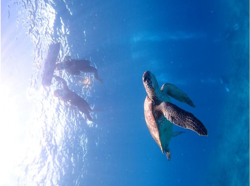 【石垣島・7時間】最新カメラで写真、動画撮影！- 幻の島＆ウミガメポイントへ行く！ダイビング＆シュノーケリング の紹介画像