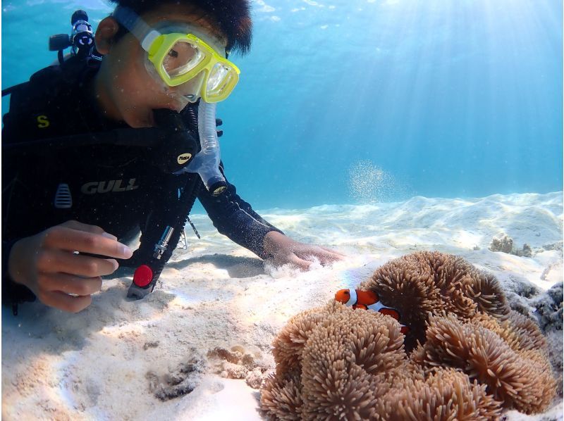 [Autumn sale underway] <Beginners only> [Ishigaki Island/1 day] Beginners only! Diving & Snorkeling - Explore a fantastic island & swim with sea turtlesの紹介画像