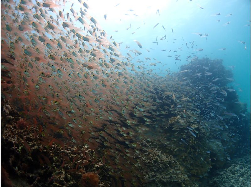 ＜初心者専門＞最新機種で写真、動画撮影！- 幻の島＆ウミガメポイントへ行くダイビング＆シュノーケリング