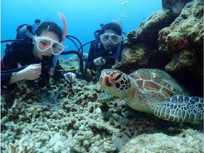 [Autumn sale underway] [Ishigaki Island/half day] Beginners welcome! The ultimate diving and snorkeling experience - a dream combo plan to swim with sea turtles!の紹介画像