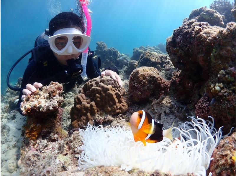 [Autumn sale underway] [Ishigaki Island/half day] Beginners welcome! The ultimate diving and snorkeling experience - a dream combo plan to swim with sea turtles!の紹介画像