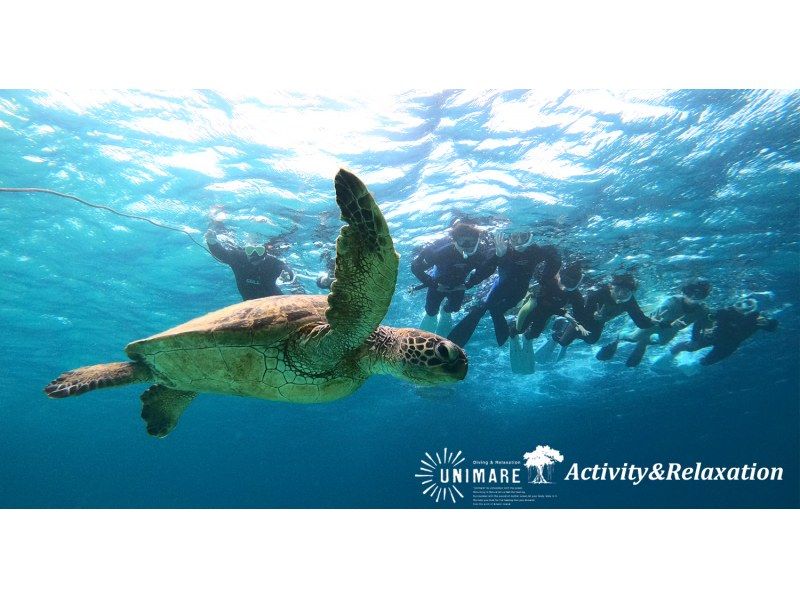 [Amami Oshima, Northern, Open Ocean Area] Sea turtle snorkeling tour that won't get cold even in winter (half day or full day) with photo serviceの紹介画像