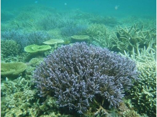 沖縄・宮古島】宮古島出発 大神島サンゴ礁ボートシュノーケリング半日