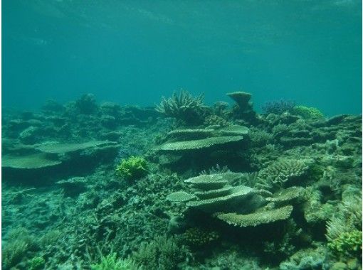 沖縄・宮古島】宮古島出発 大神島サンゴ礁ボートシュノーケリング半日