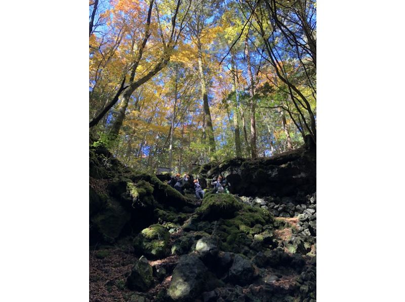 【山梨县、富士山麓、树海】富士树海山地车骑行→徒步→熔岩洞探险！の紹介画像