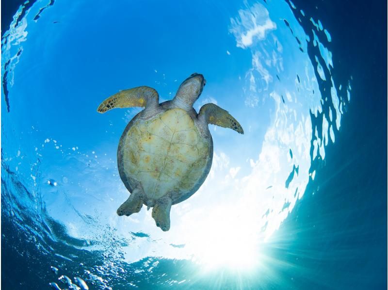 【那覇発・慶良間・半日 】インストラクター貸切体験ダイビング☆全てコミコミ料金♪ダイビング初挑戦の方にお勧め☆高画質の水中動画プレゼントの紹介画像