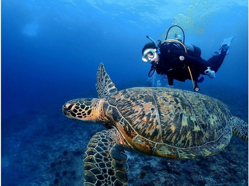 【那覇発・慶良間半日】初めての方におすすめ☆インストラクター完全貸切♪水中写真無料★空港・ホテル送迎無料・体験ダイビング&シュノーケルの紹介画像