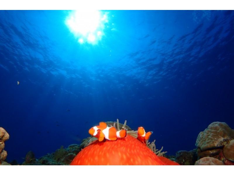 【那覇発・慶良間・半日 】インストラクター貸切体験ダイビング☆全てコミコミ料金♪ダイビング初挑戦の方にお勧め☆高画質の水中動画プレゼントの紹介画像