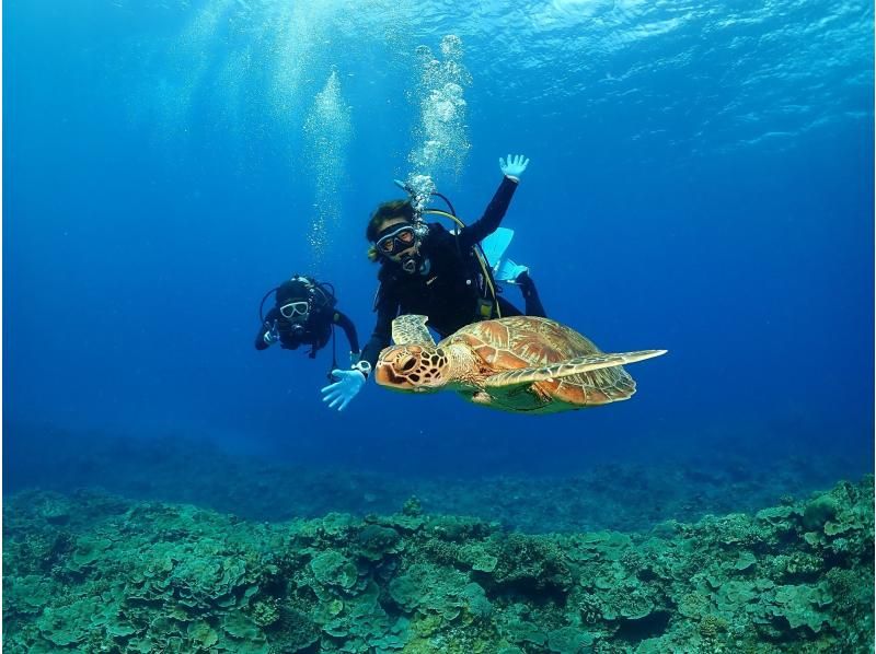 【那覇発・慶良間半日】初めての方におすすめ☆インストラクター完全貸切♪水中写真無料★空港・ホテル送迎無料・体験ダイビング&シュノーケルの紹介画像
