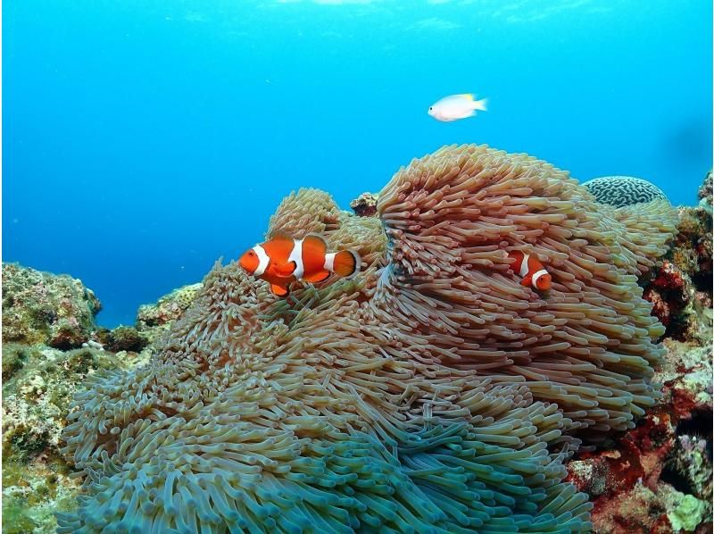 【那覇発・慶良間半日】初めての方におすすめ☆インストラクター完全貸切♪水中写真無料★空港・ホテル送迎無料・体験ダイビング&シュノーケルの紹介画像