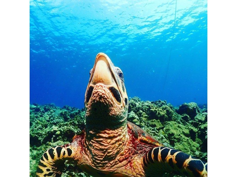 【那覇発・慶良間半日】初めての方におすすめ☆インストラクター完全貸切♪水中写真無料★空港・ホテル送迎無料・体験ダイビング&シュノーケルの紹介画像