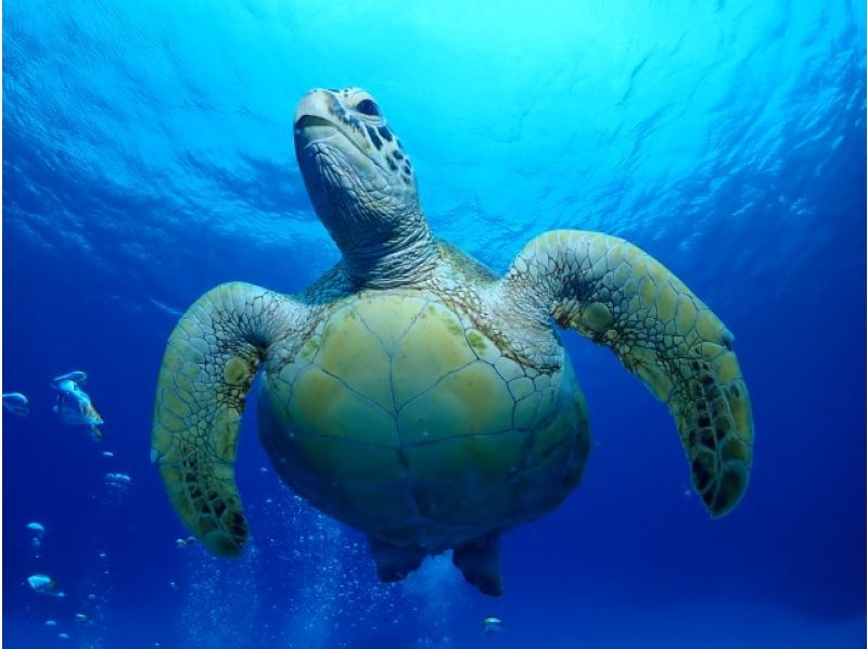 【那覇発・慶良間・半日 】インストラクター貸切体験ダイビング☆全てコミコミ料金♪ダイビング初挑戦の方にお勧め☆高画質の水中動画プレゼントの紹介画像