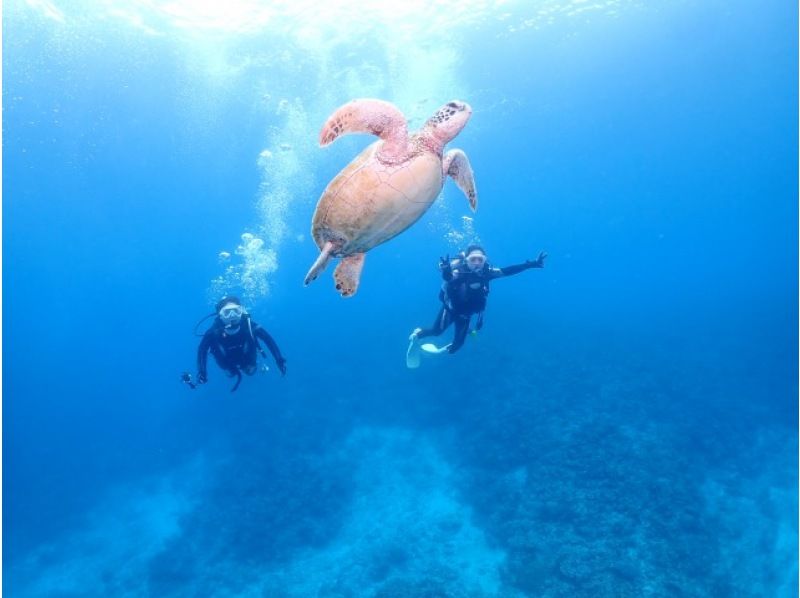 【那覇発・慶良間半日】初めての方におすすめ☆インストラクター完全貸切♪水中写真無料★空港・ホテル送迎無料・体験ダイビング&シュノーケルの紹介画像