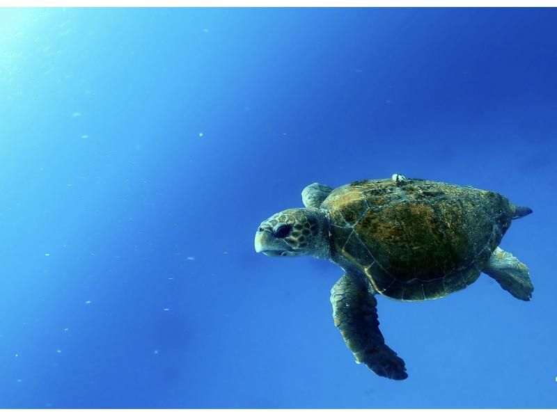 【那覇発・慶良間半日】初めての方におすすめ☆インストラクター完全貸切♪水中写真無料★空港・ホテル送迎無料・体験ダイビング&シュノーケルの紹介画像