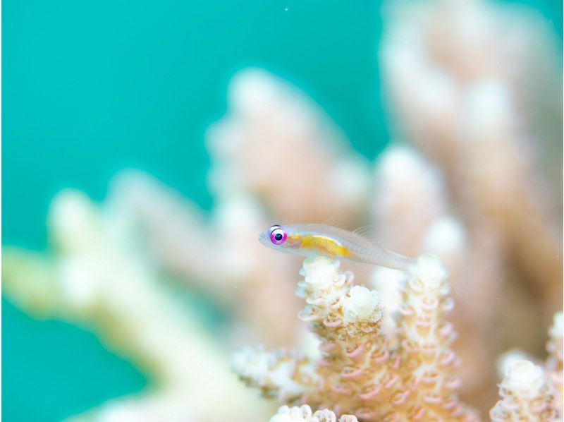 【那覇発・慶良間・半日 】インストラクター貸切体験ダイビング☆全てコミコミ料金♪ダイビング初挑戦の方にお勧め☆高画質の水中動画プレゼントの紹介画像