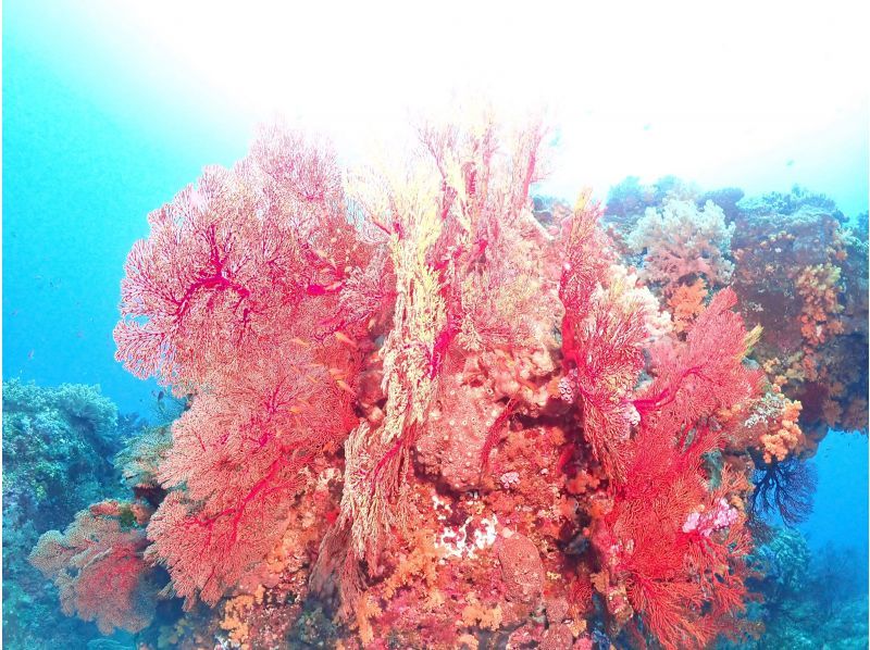 【那覇発・慶良間半日】初めての方におすすめ☆インストラクター完全貸切♪水中写真無料★空港・ホテル送迎無料・体験ダイビング&シュノーケルの紹介画像