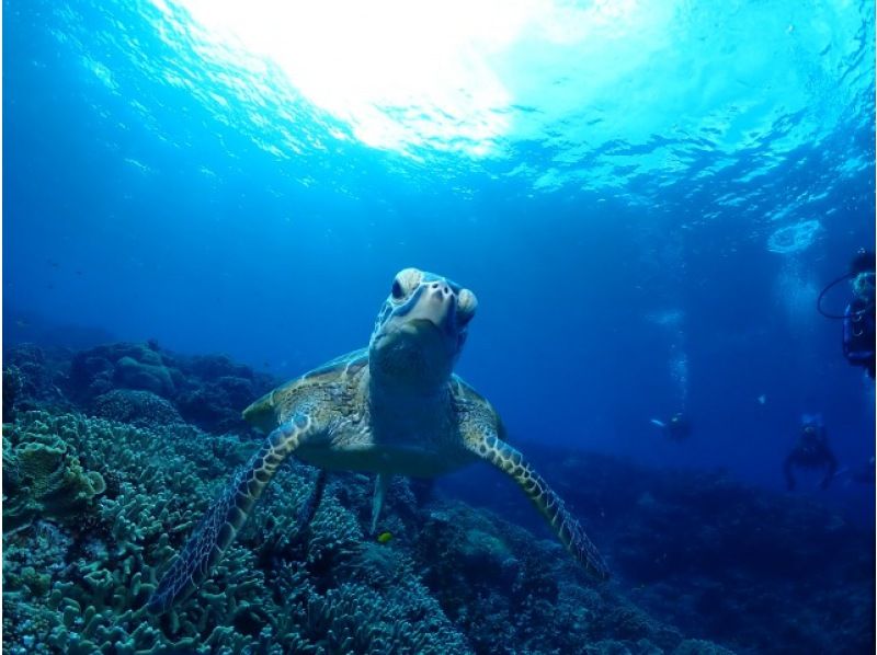 【那覇発・慶良間半日】初めての方におすすめ☆インストラクター完全貸切♪水中写真無料★空港・ホテル送迎無料・体験ダイビング&シュノーケルの紹介画像