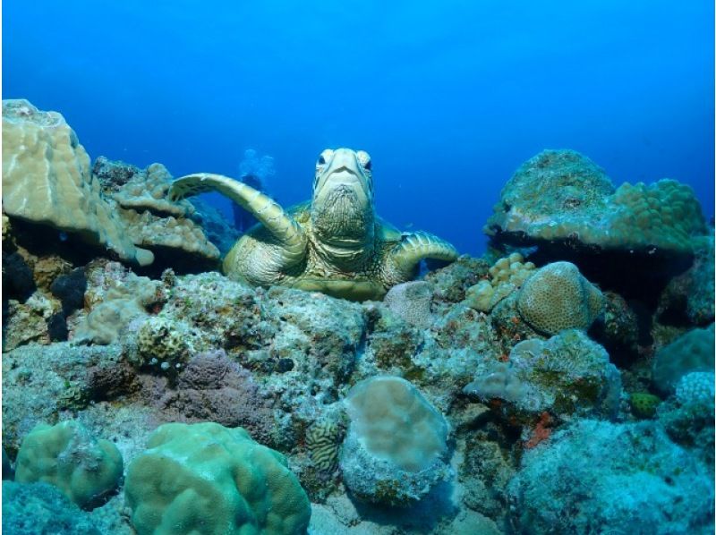 【那覇発・慶良間半日】初めての方におすすめ☆インストラクター完全貸切♪水中写真無料★空港・ホテル送迎無料・体験ダイビング&シュノーケルの紹介画像