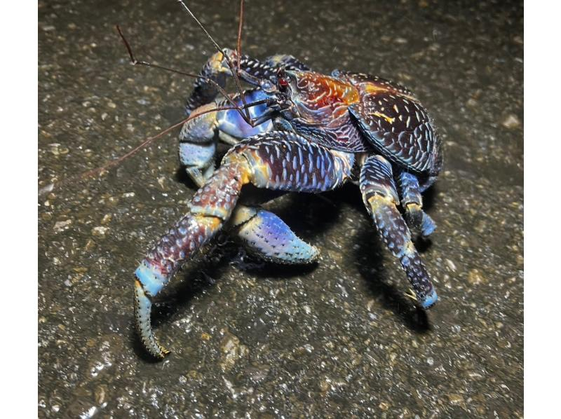 【石垣島/ナイトサファリ】星空鑑賞&神秘的なマングローブをカヌーorSUP体験✨上陸し様々な生物に巡り逢える冒険ツアー‼️完全初心者向け✨の紹介画像