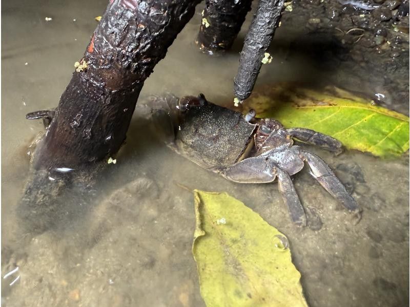 【石垣島/ナイトサファリ】星空鑑賞&神秘的なマングローブをカヌーorSUP体験✨上陸し様々な生物に巡り逢える冒険ツアー‼️完全初心者向け✨の紹介画像