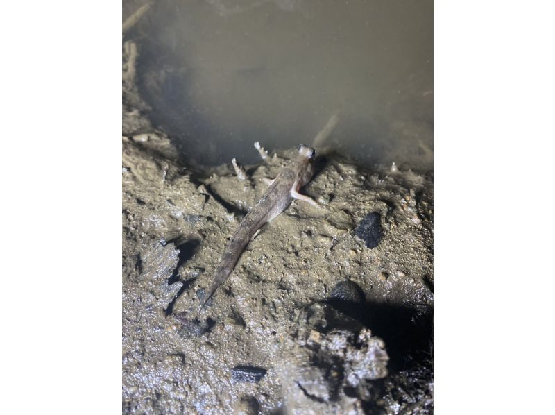 【石垣島/ナイトサファリ】星空鑑賞&神秘的なマングローブをカヌーorSUP体験✨上陸し様々な生物に巡り逢える冒険ツアー‼️完全初心者向け✨の紹介画像