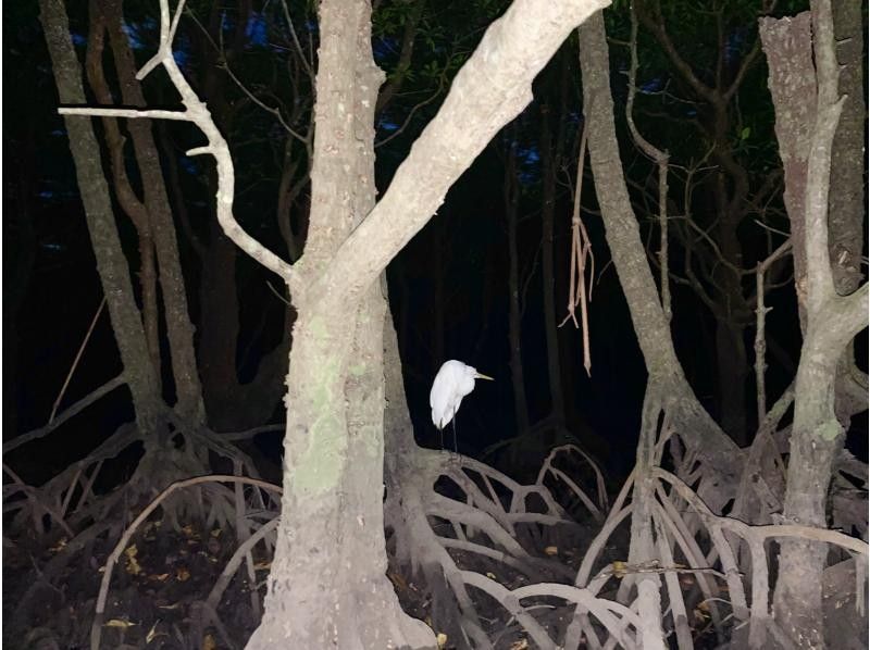 【石垣島/ナイトサファリ】星空鑑賞&神秘的なマングローブをカヌーorSUP体験✨上陸し様々な生物に巡り逢える冒険ツアー‼️完全初心者向け✨の紹介画像