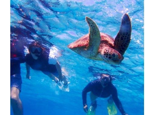 宮古島 人気no 1 13 00集合 ウミガメ 熱帯魚と出会えるシュノーケリングツアー 水中デジカメ無料レンタル付き アクティビティジャパン