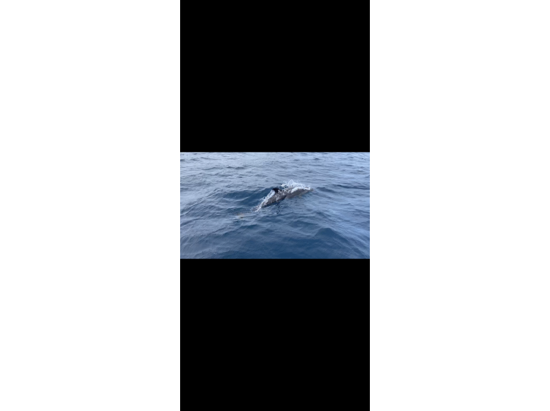 【人気No. 1プラン】1日コースウミガメと泳ごう！！秘境バラス島上陸&鳩間島シュノーケルツアーの紹介画像