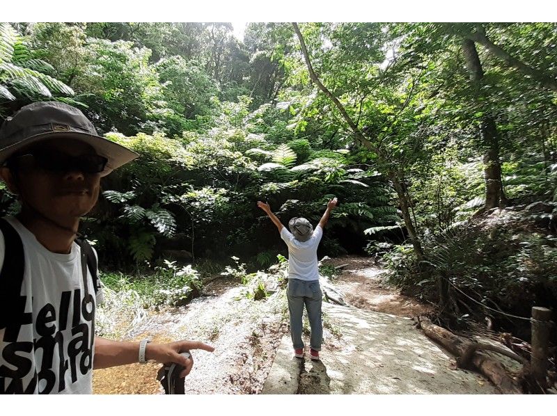 【沖縄・恩納村】亜熱帯植物が生い茂る森へ森林浴セラピーヨガの紹介画像