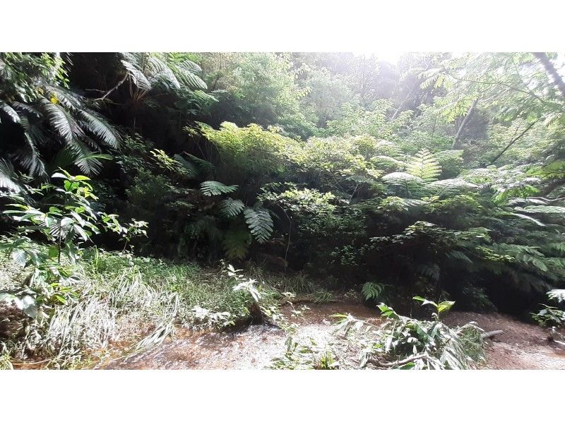 【沖縄・那覇】亜熱帯植物が生い茂る森へ森林浴セラピーヨガの紹介画像