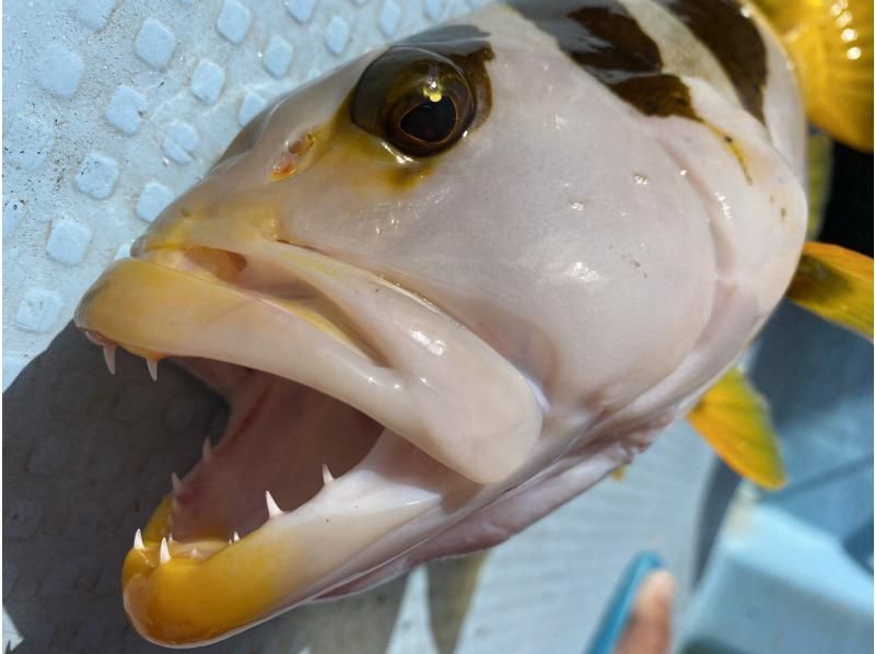 [Okinawa/Ishigaki Island] Aim for high quality fish! ! Even beginners will be fully supported by the captain! Empty-handed, half-day big game fishing courseの紹介画像