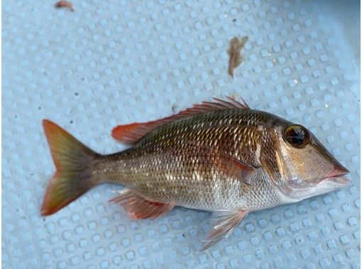 沖縄県 石垣島 ファミリー人気no1 五目釣りでたくさんの種類の魚を釣ろう 半日 アクティビティジャパン