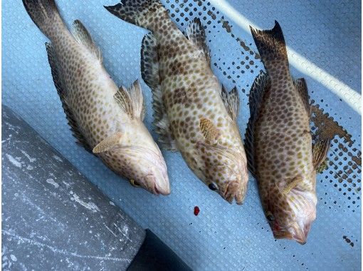 沖縄県 石垣島 ファミリー人気no1 五目釣りでたくさんの種類の魚を釣ろう 半日 アクティビティジャパン