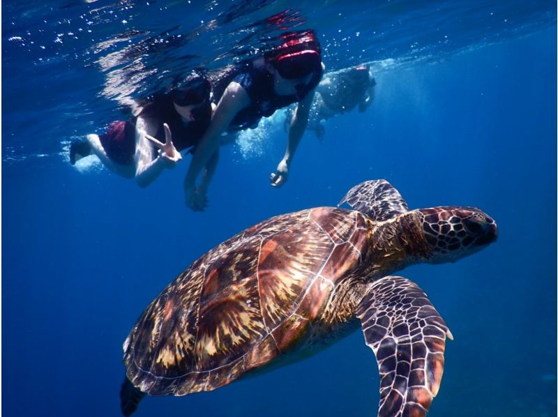 石垣島超級夏季特惠 2024 當日預訂 OK 海龜折扣率 95% 旅遊照片免費贈送 藍洞探險 & 海龜浮潛 交通包括の紹介画像