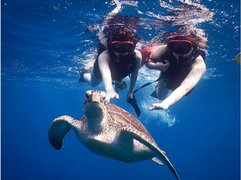 Ishigakijima Super Summer Sale 2024 Same-day reservations OK Sea turtle discount rate 95% Free tour photos Blue cave exploration & sea turtle snorkeling with transportationの紹介画像