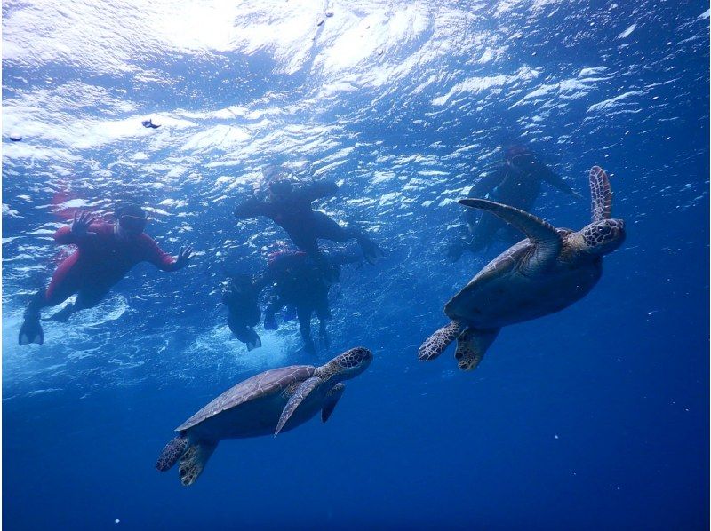 [Okinawa/Ishigaki Island] ★ Free tour photo gift ★ Regional coupons available ★ Originator! Blue cave exploration & sea turtle snorkel (with transportation)の紹介画像