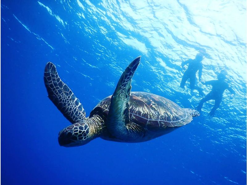石垣岛 当日预订 OK 海龟折扣率 95% 游览照片免费赠送 蓝洞探险 & 海龟浮潜 含交通の紹介画像