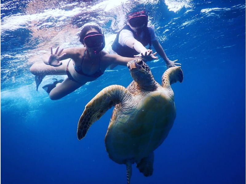 石垣島超級夏季特惠 2024 當日預訂 OK 海龜折扣率 95% 旅遊照片免費贈送 藍洞探險 & 海龜浮潛 交通包括の紹介画像
