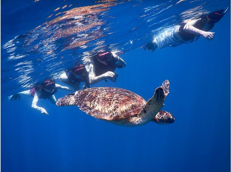 石垣岛 当日预订 OK 海龟折扣率 95% 游览照片免费赠送 蓝洞探险 & 海龟浮潜 含交通の紹介画像