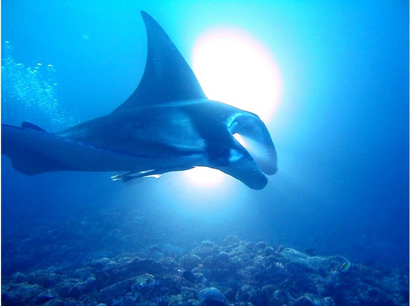 [Okinawa / Ishigaki island] You may meet manta rays and turtles! Let's enjoy the sea firmly! Snorkeling (with lunch)の紹介画像