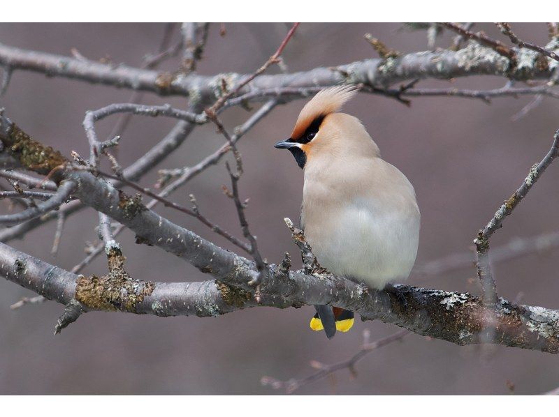 【栃木・奥日光】野鳥の楽園・奥日光でバードウォッチング教室♪【初心者歓迎！季節ごとのいいトコロへご案内！】の紹介画像